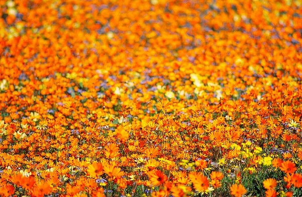 Đến châu Phi ngắm cảnh đẹp ngàn hoa cúc